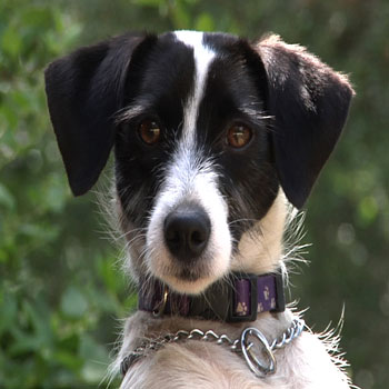 Cute dog 